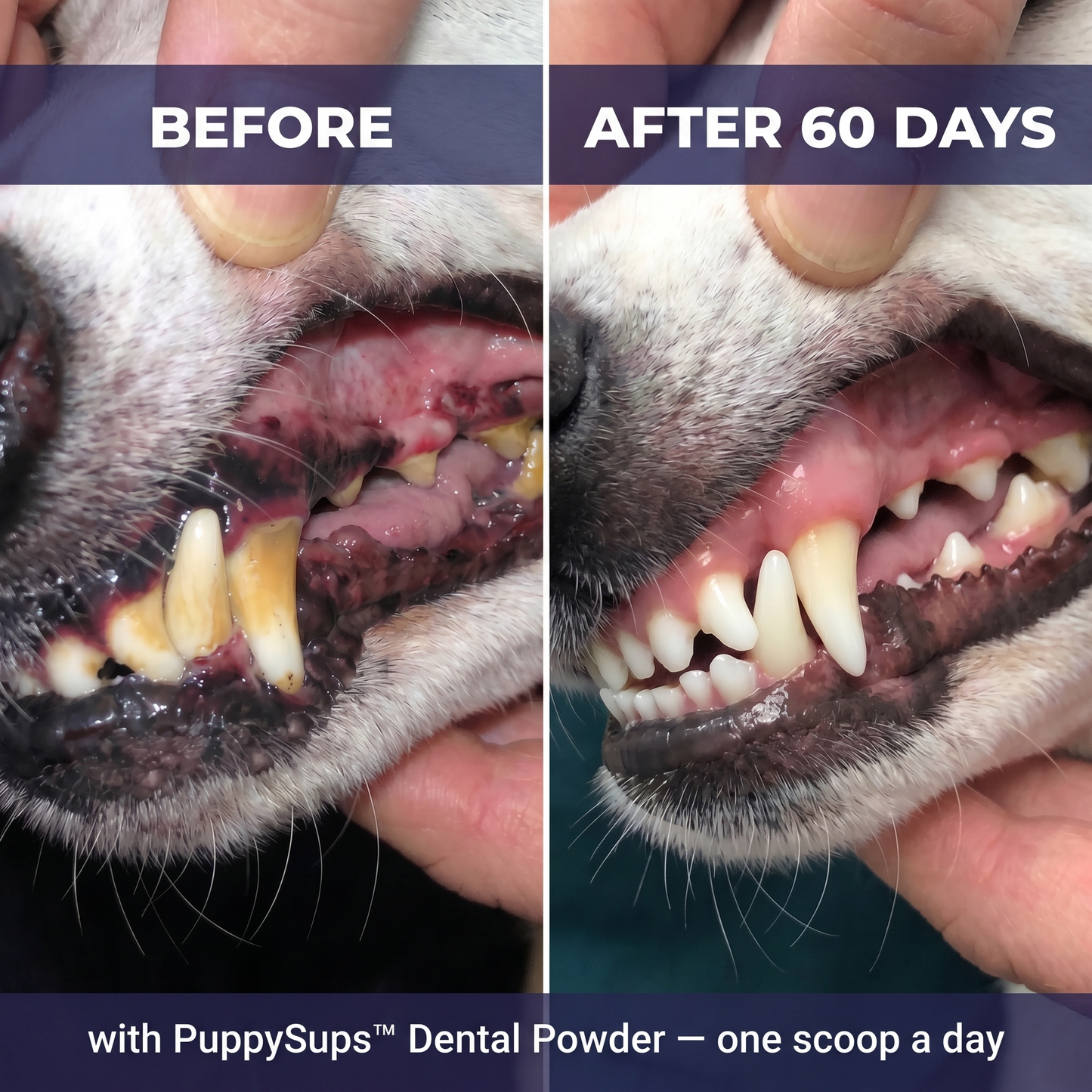 PuppySups™ Dental Supplement